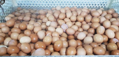 รับต้มไข่ไก่แก้บนกรุงเทพ - ณิชากมล ไข่สด (ขายส่งไข่ไก่ ประชาอุทิศ)