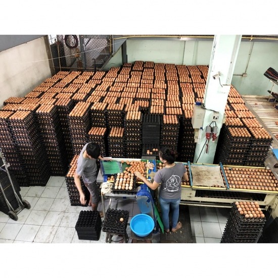 ร้านขายไข่ไก่กรุงเทพ ร้านขายส่งไข่ไก่ ขายส่งไข่ไก่กรุงเทพ แนะนำร้านขายส่งไข่ไก่  ร้านขายไข่ไก่ใกล้ฉัน  ร้านขายไข่ไก่ราคาส่งใกล้ฉัน  ไข่ไก่ราคาส่ง แผงละ  ส่งไข่ไก่ถึงบ้าน 