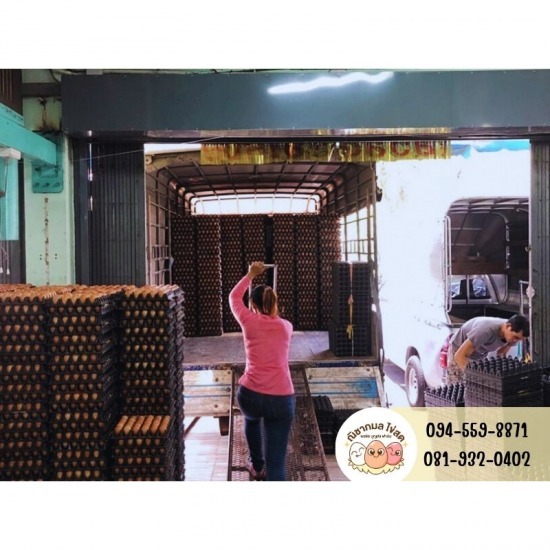 ร้านขายไข่ไก่กรุงเทพ ร้านขายส่งไข่ไก่ ขายส่งไข่ไก่กรุงเทพ แนะนำร้านขายส่งไข่ไก่  ร้านขายไข่ไก่ใกล้ฉัน  ร้านขายไข่ไก่ราคาส่งใกล้ฉัน  ไข่ไก่ราคาส่ง แผงละ  ส่งไข่ไก่ถึงบ้าน 