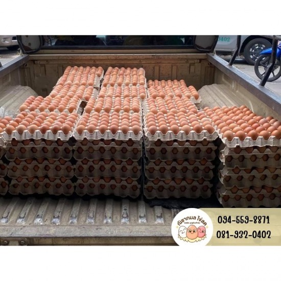 ขายส่งไข่ไก่จากฟาร์ม ขายส่งไข่ไก่จากฟาร์ม แนะนำร้านขายไข่ไก่ ร้านขายไข่ไก่  ฟาร์มไข่ไก่ ใกล้ฉัน  ขายส่งไข่ไก่ ใกล้ฉัน  รับไข่ไก่จากฟาร์ม  ร้านขายไข่ไก่ราคาส่ง  ไข่ไก่ราคาส่ง ใกล้ฉัน 