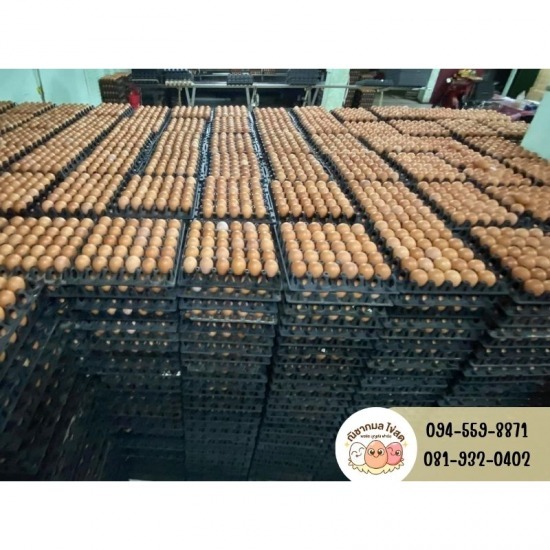 ณิชากมลไข่สด-พรชัย บุญส่งฟาร์ม (ขายส่งไข่ไก่) - รับต้มไข่แก้บน กรุงเทพ