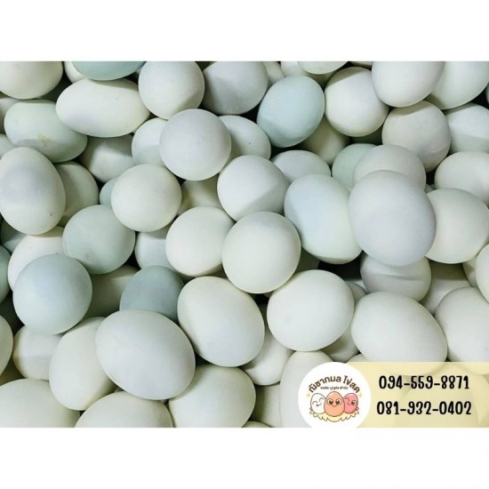 ขายไข่เป็ด กรุงเทพ ขายไข่เป็ด กรุงเทพ  ร้านขายไข่เป็ด ใกล้ฉัน  ไข่เป็ดราคาส่งใกล้ฉัน  ร้านขายไข่เป็ด กรุงเทพมหานคร 