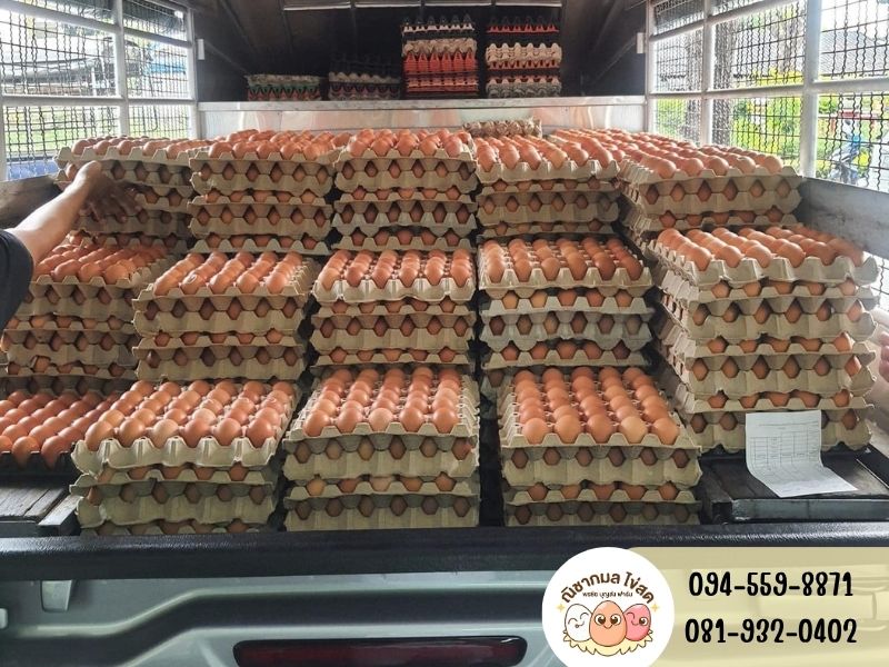 ร้านขายส่งไข่ไก่รายใหญ่ย่านประชาอุทิศ