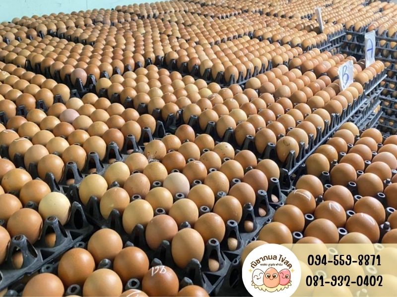 ร้านขายไข่ไก่